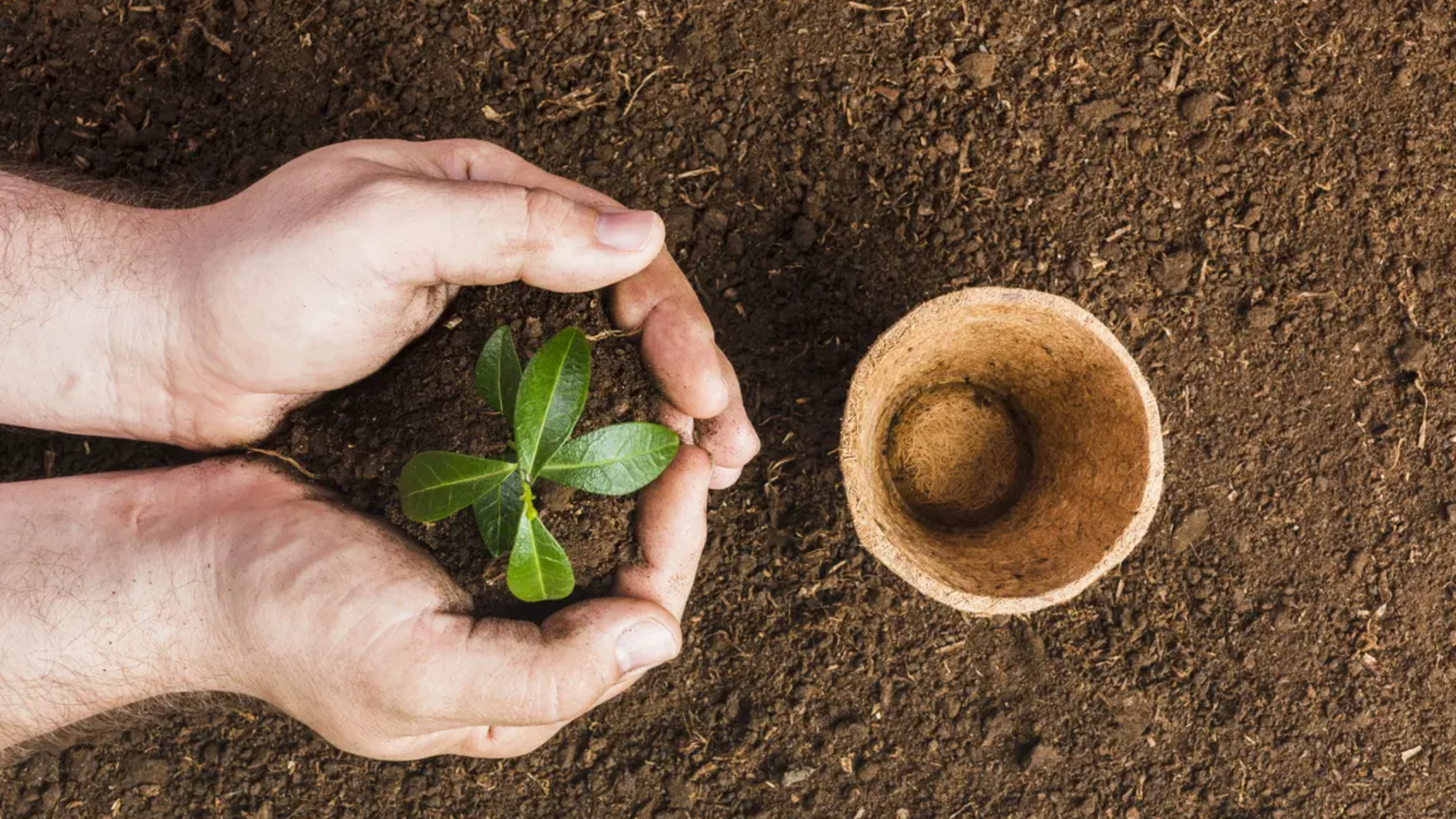 top-view-gardener-planting